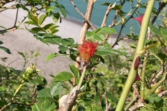 Robin's pincushion, a gall caused be the larvae of a tiny gall wasp.  C Tickner
