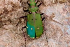Martina Slater: Green tiger beetle