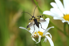 Spotted-Longhorn-Beetle at Wootton Courtenay by James MacBeth.