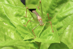 Speckled-Bush-Cricket by Glynnis Payne.