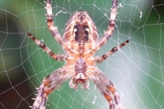 Garden spider:lan  Hart