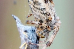 Garden spider:lan  Hart