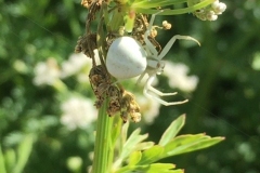 Goldenrod crab spider;James Windle