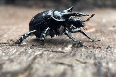 Minotaur Beetle Typhaeus typhoeus Middlecombe having been rescued from drowning in the pond by M.Slater.