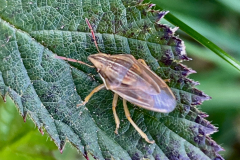 7/4/26 Bishop’s Mitre Shieldbug Aelia acuminata Middlecombe by M.Slater, with thanks.