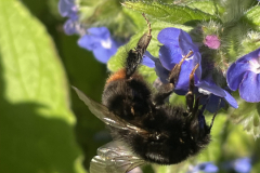 Large Red-Tailed Bumblebee Bombus lapidarius. By M. Slater