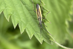 Meadow Plant Bug Leptopterna dolabrata by M Slater