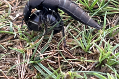 Devils coach horse with common pill millipede by C Kenward