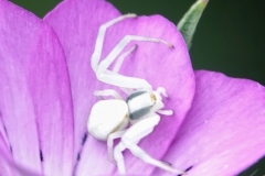 Ian hart: Crab Spider  [Misumena vatia]