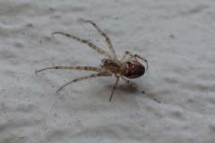 Juvenile Lesser Garden Spider : Martina Slater