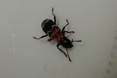 Ant beetle found in logs in Horner Wood. Photo by Martina Slater 2022.Thanasimus formicarius