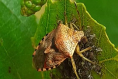 Female Parent Bug, Elasmucha grisea, protecting her brood. Photo by A. Parry wit thanks.