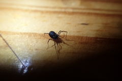 Nemastoma bimaculatum a species of Daddy Long Legs found in leaf litter underneath conifers on the Grabbist Ridge: Martina Slater