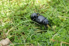 Bloody Nosed Beetles Timarcha tenebricosamating top of Hurlestone Coombe. Check out those feet !!!!!   by Martina Slater