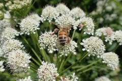 Bee pollinating Water Dropwort by Martina Slater