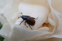 Garden Chafer Phyllopertha horticola: Martina Slater
