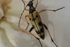 Spotted longhorn Strangalia maculata: Martina Slater
