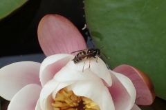 Norwegian Wasp ,Dolichovespula norvegica : Martina Slater.