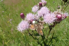 Meadow Brown Buttefly being eaten by a female Flower Crab Spider : Martina Slater