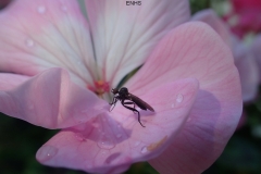 Hybos culciformis Dance Fly: Martina Slater