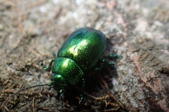Mint Beetle Chrysolina herbacea : Martina Slater