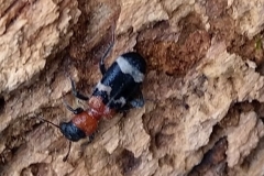 Ant beetle found in logs in Horner Wood. Photo by Steve Pearce2022 Thanasimus formicarius