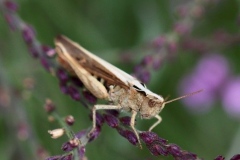 Field Grashopper@lan Hart