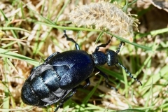 Violet Oil Beetle: M.violaceus: Photo by Ian Hart, ID confirmed by David Boyce