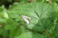 Scorpian Fly: Martina Slater
