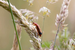 Soldier beetle, Rhagonycha fulva . Photo by J.Barker