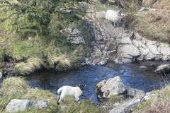 Mammals