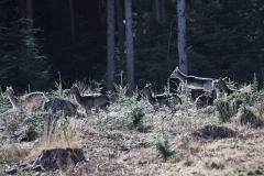 Fallow Deer on Croydon Hill by Alastair Stevenson March 2023
