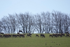 Exmoor Red Deer on Horsen Hill:lan Hart
