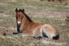 Exmoor foal:lan Hart