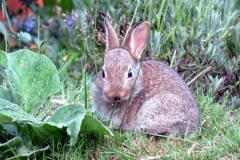 Martina Slater: Rabbit