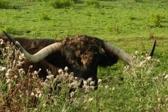 Martina Slater:  Bull and Burrs
