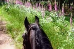 Martina Slater: Horse Ride amongst Foxgloves