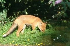 Fox at Middlecombe:  Martina Slater
