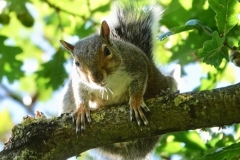 Grey-Squirrel: Ian Hart