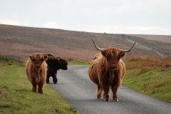 Highland Cattle at Tarr-Ball@lan Hart