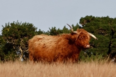 Highland cattle with wonky horns at Tarr-Ball: Ian Hart