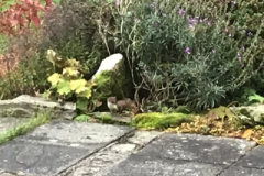 Visiting Stoat in Winsford Garden:  David Mileham