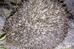 Sian Parry: Hedgehog