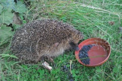 Hedgehog feeding in a garden near Sampford Brett: Annabel Campbell