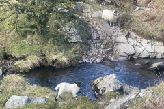 This little lamb was being urged on by Mum to cross the river he eventually made it but was a little bit short of the top of the bank but soon scrambled up to be with her . By M.Slater
