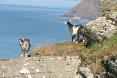 Feral goat kids at the Valley of the Rocks.  Martina Slater