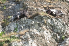 Feral goat kids showing how well camouflaged they are against the rocks and perfectly adapted to live in that rocky environment. Martina Slater