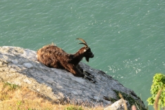 Adult feral goat resting on the precipitous cliff face of the Valley of the Rocks. Martina Slater