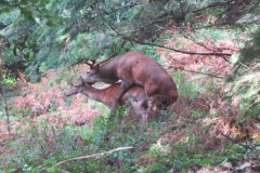 Red Stag at Middlecombe, Minehead.  Martina Slater
