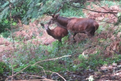 Red Stag at Middlecombe, Minehead.  Martina Slater